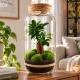 Pădure gata în sticlă Mikroklimat cu Ficus retusa, 42 cm