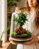 Pădure vie într-un borcan Mikroklimat cu Ficus retusa, 33 cm