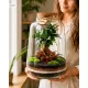 Pădure vie într-un borcan Mikroklimat cu Ficus retusa, 33 cm