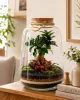 Pădure vie într-un borcan Mikroklimat cu Ficus retusa, 33 cm