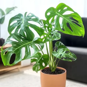    Răsad de Monstera adansonii într-un recipient de 0,5 litri