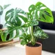  Răsad de Monstera adansonii într-un recipient de 0,5 litri