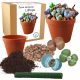 Kit de creștere Lithops Cacti Stones Living