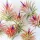  Tillandsia Ionantha Red Air plants O plantă care trăiește în aer!
