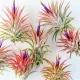 Tillandsia Ionantha Red Air plants O plantă care trăiește în aer!
