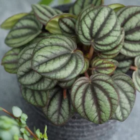  Răsad Peperomia Piccolo Banda într-un recipient de 0,5 l