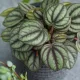  Răsad Peperomia Piccolo Banda într-un recipient de 0,5 l