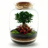 Set DIY Mikroclimat pentru pădure în sticlă cu Ficus ginseng