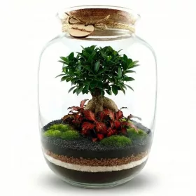   Set DIY Mikroclimat pentru pădure în sticlă cu Ficus ginseng