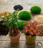Set DIY Mikroclimat pentru pădure în sticlă cu Ficus ginseng