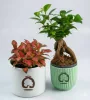 Set DIY Mikroclimat pentru pădure în sticlă cu Ficus ginseng