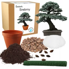    KIT DE CULTIVARE BONSAI MIL DE ARGINT PENTRU PLADARE SEMINTE 4 BUC