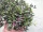  SENECIO HERREIANUS Purple Flush BĂTRÂN